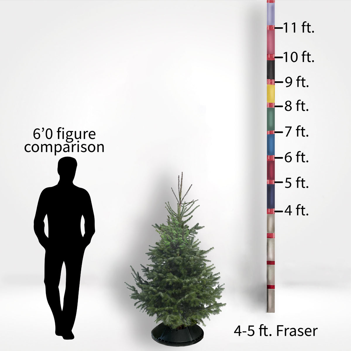 Fir Trees (4-10ft)