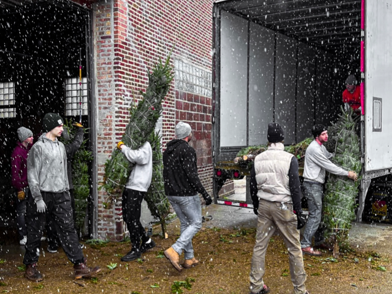 Local delivery staff unloading trees