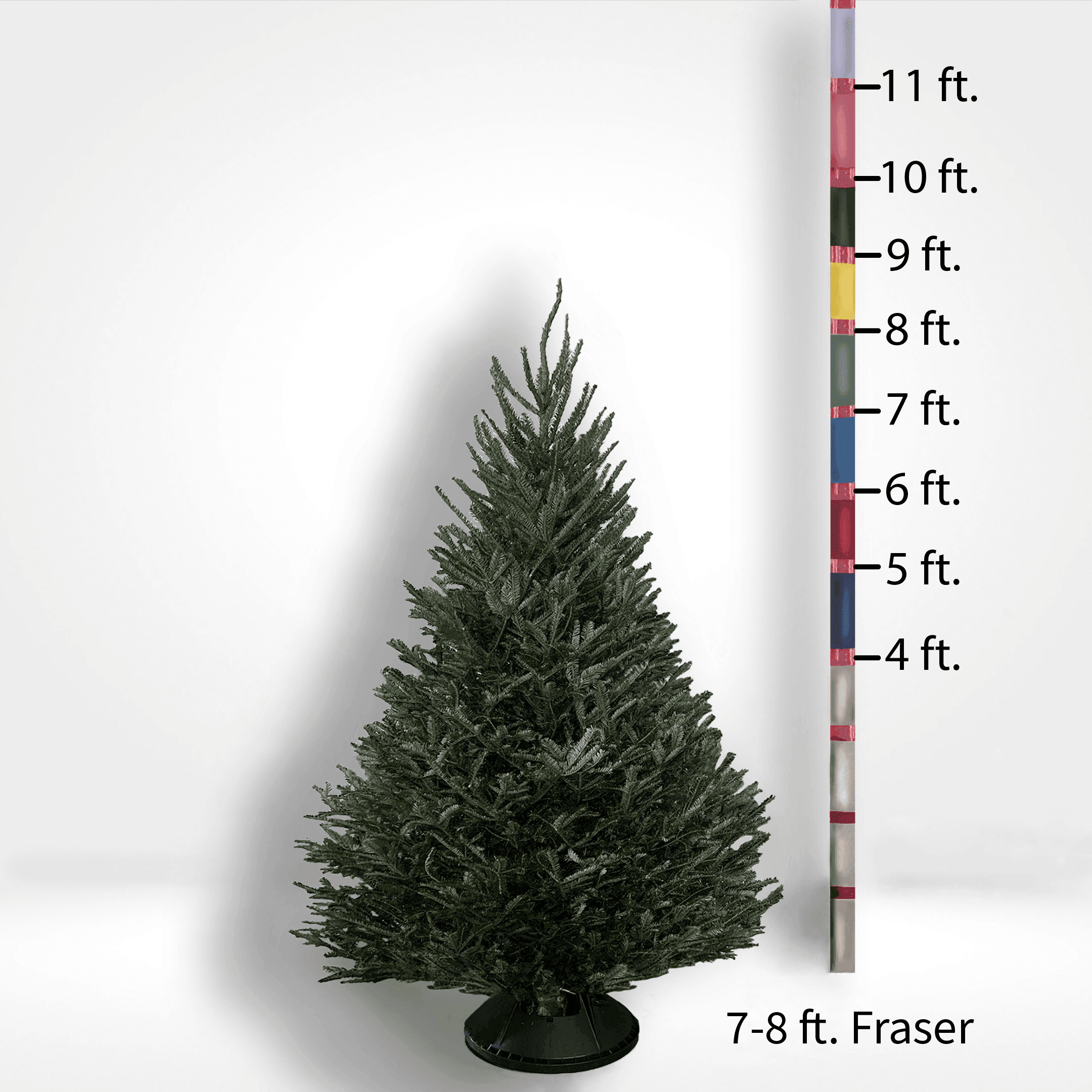  Original Christmas Tree Sサイズ Fraser & Balsam Fir Christmas Tree with Delivery - City Tree Delivery