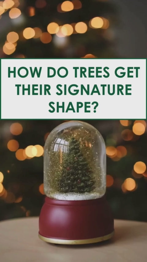 Christmas tree snow globe video - how trees get their shape