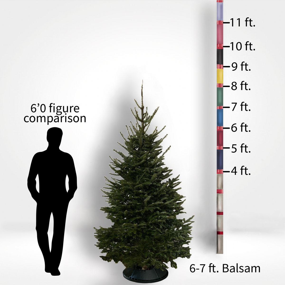 Full-Size Fir Trees (4-10ft)