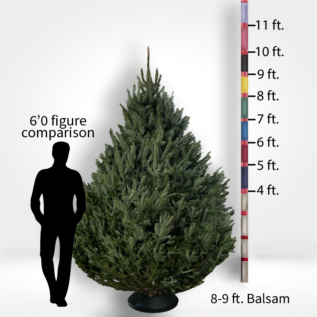 Balsam Fir Tree (5-10ft)