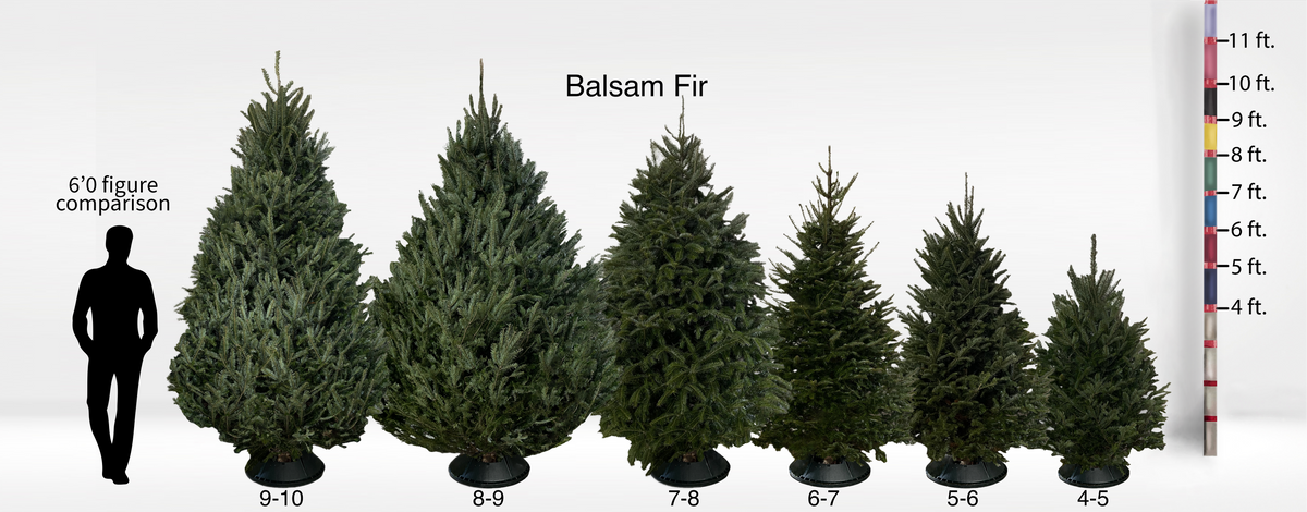 Full-Size Fir Trees (4-10ft)