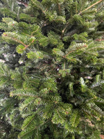 Balsam Fir Needles Close-Up