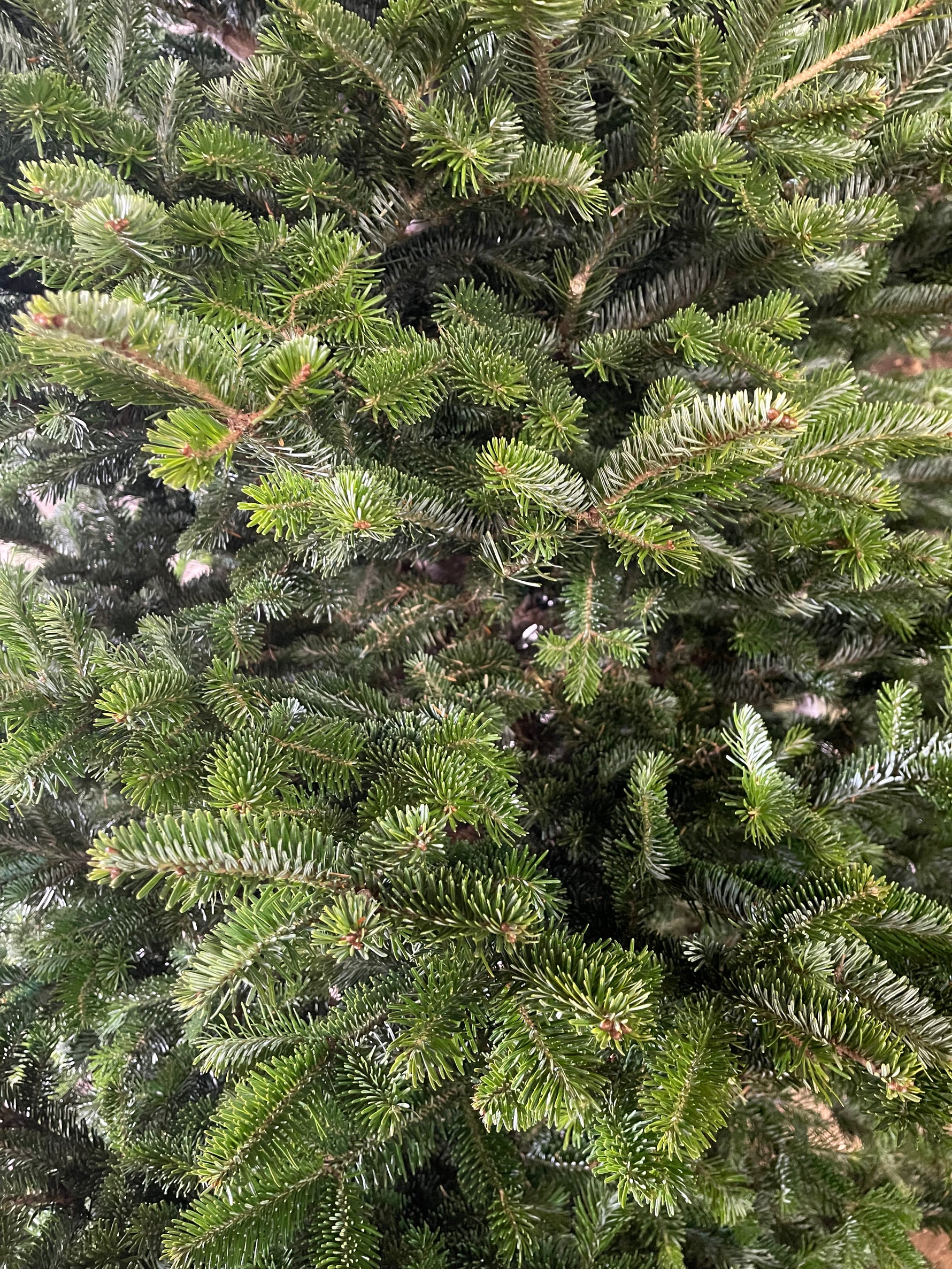 Balsam Fir Needles Close-Up