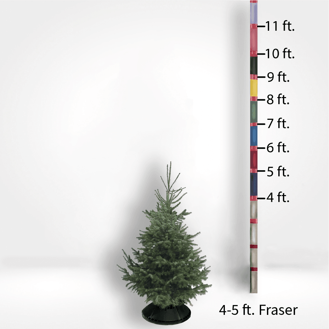 Fir Trees (4-10ft)