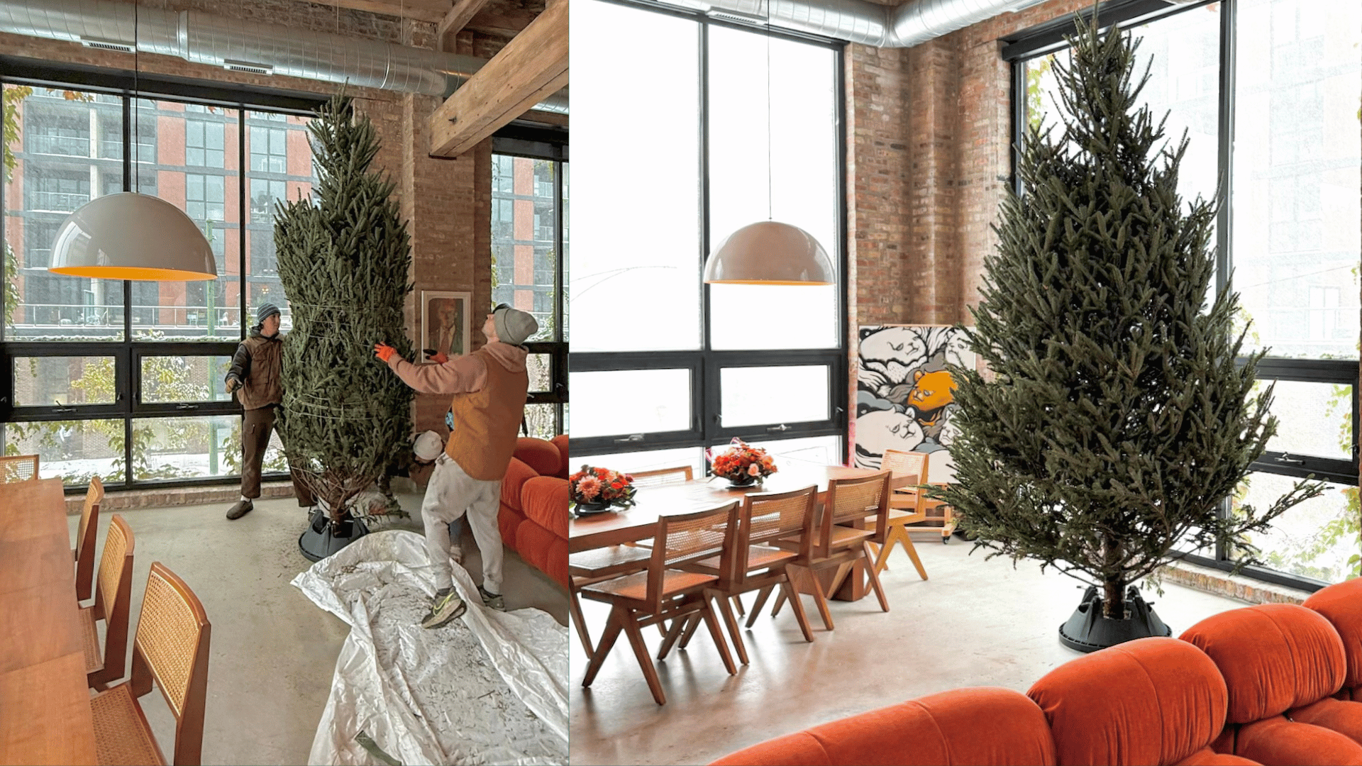 Two views of a modern living room with a large Christmas tree, one showing people arranging the tree and the other showing the tree in place all cleaned up.