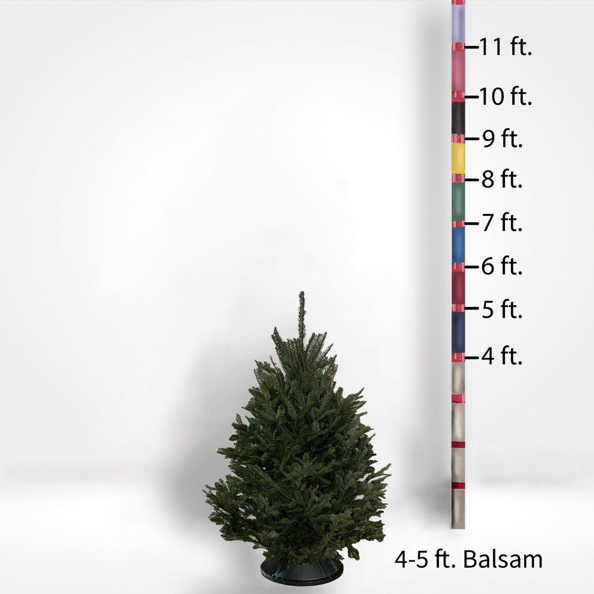 Balsam Fir Tree (5-10ft) - City Tree Delivery - Chicagoland Christmas Tree Delivery