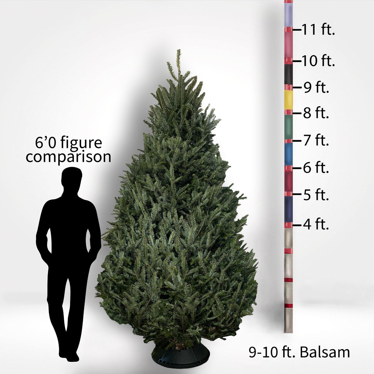 Balsam Fir Tree (5-10ft) - City Tree Delivery - Chicagoland Christmas Tree Delivery