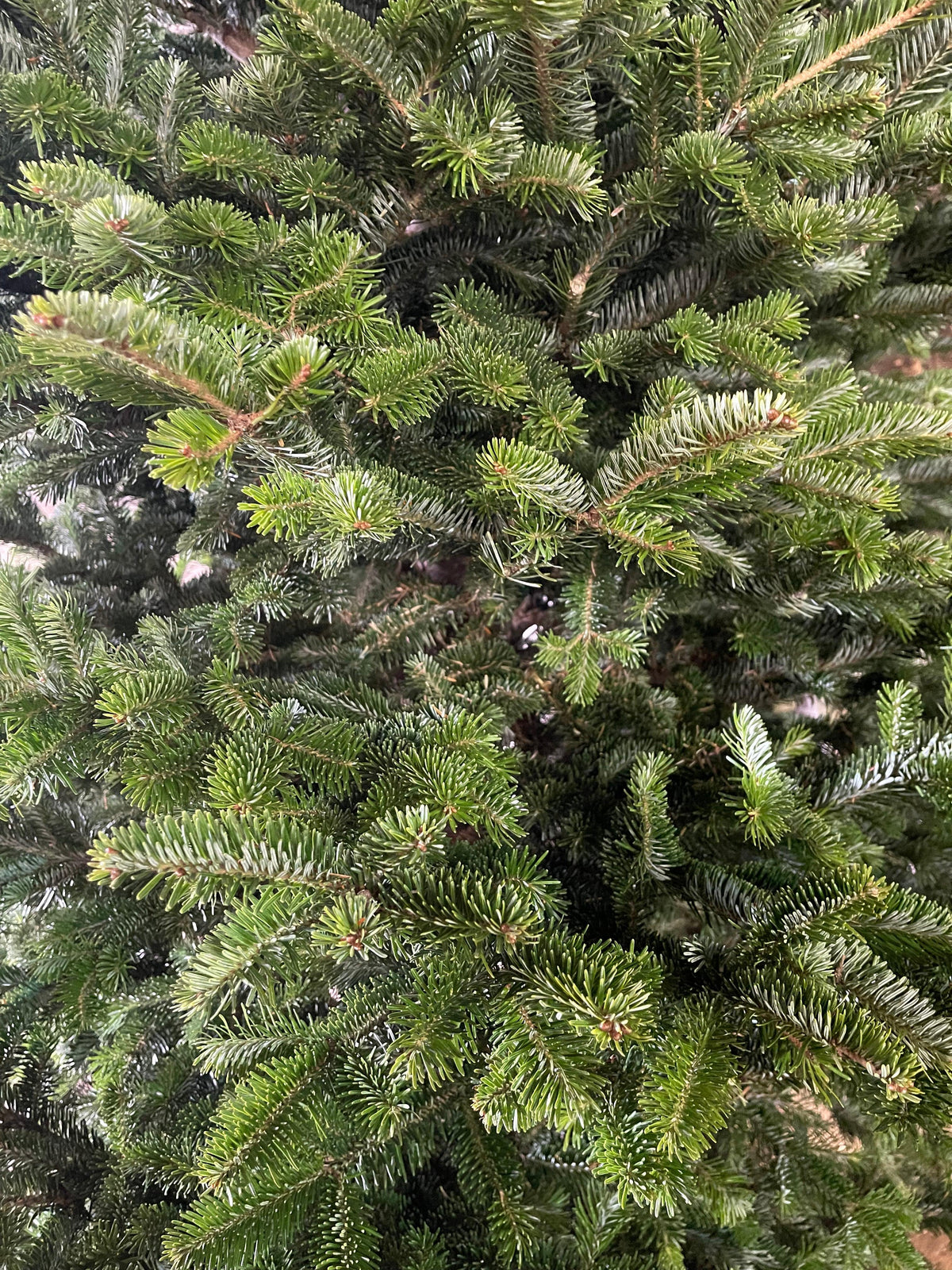 Balsam Fir Tree (5-10ft) - City Tree Delivery - Chicagoland Christmas Tree Delivery