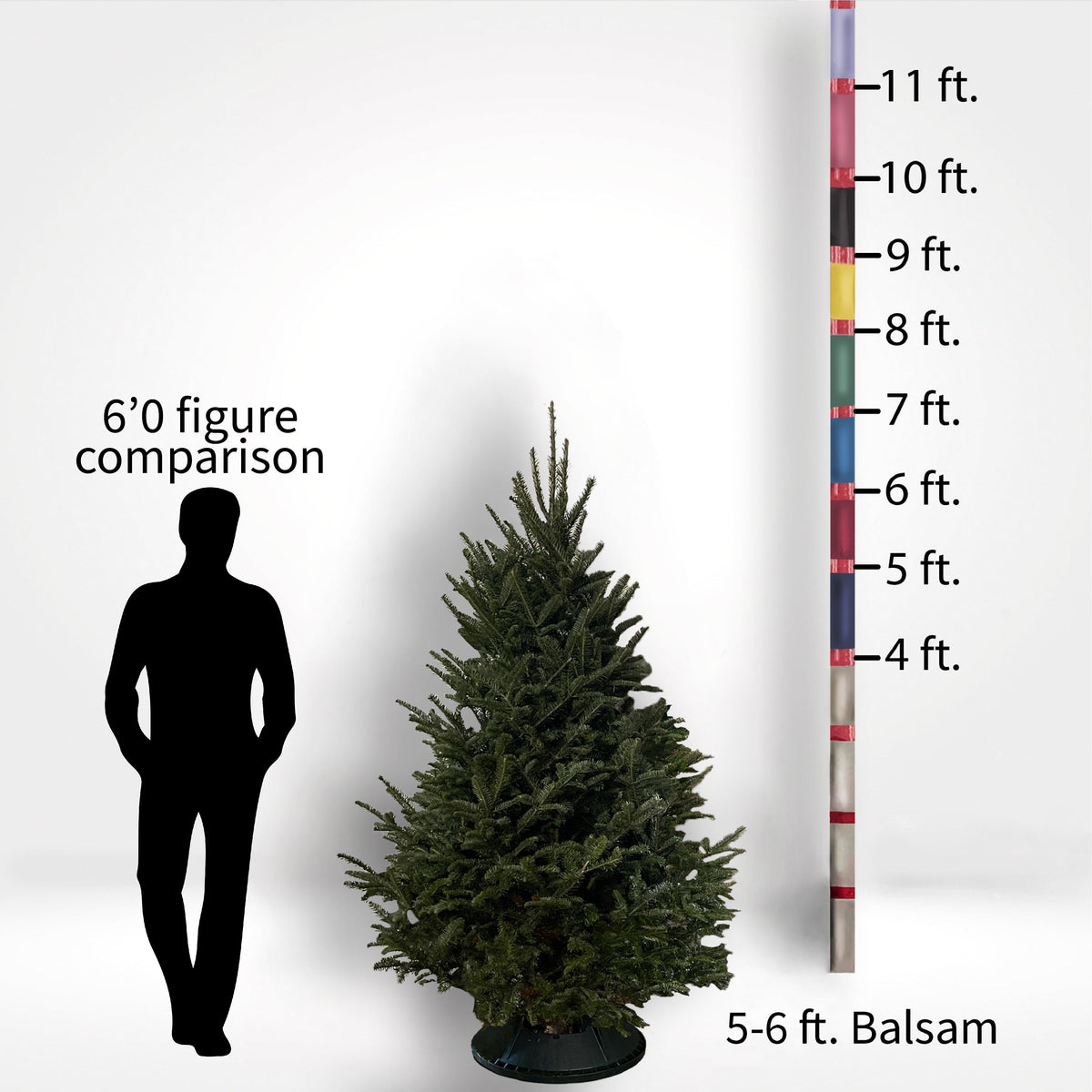 Balsam Fir Tree (5-10ft) - City Tree Delivery - Chicagoland Christmas Tree Delivery