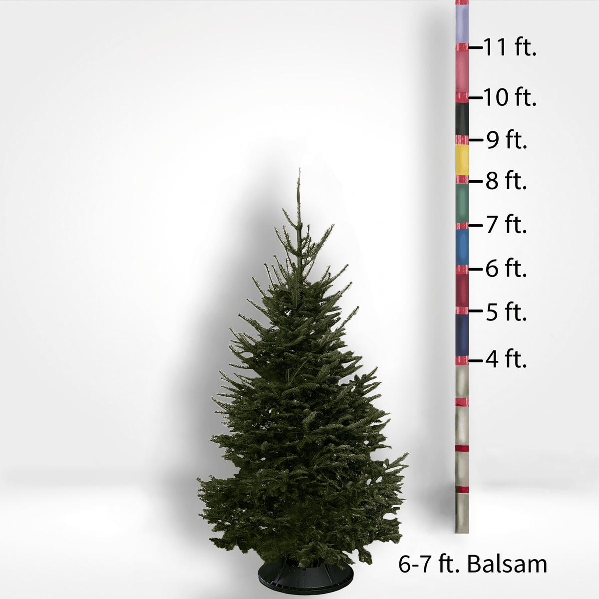 Balsam Fir Tree (5-10ft) - City Tree Delivery - Chicagoland Christmas Tree Delivery