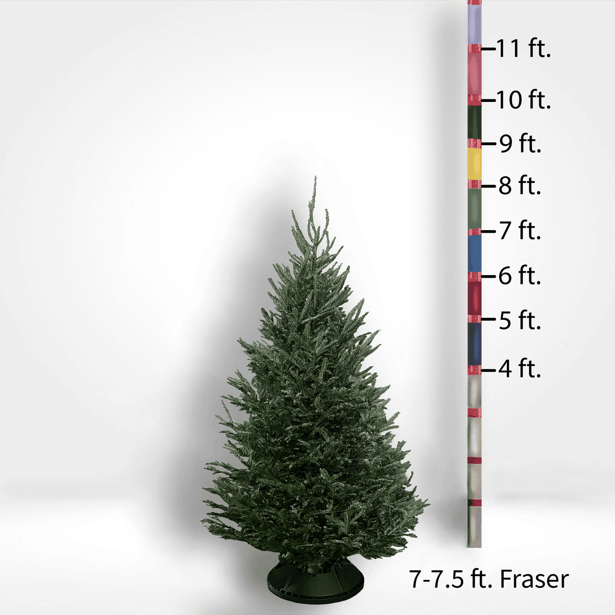 Fraser Fir Tree (5-10ft) - City Tree Delivery - Chicagoland Christmas Tree Delivery