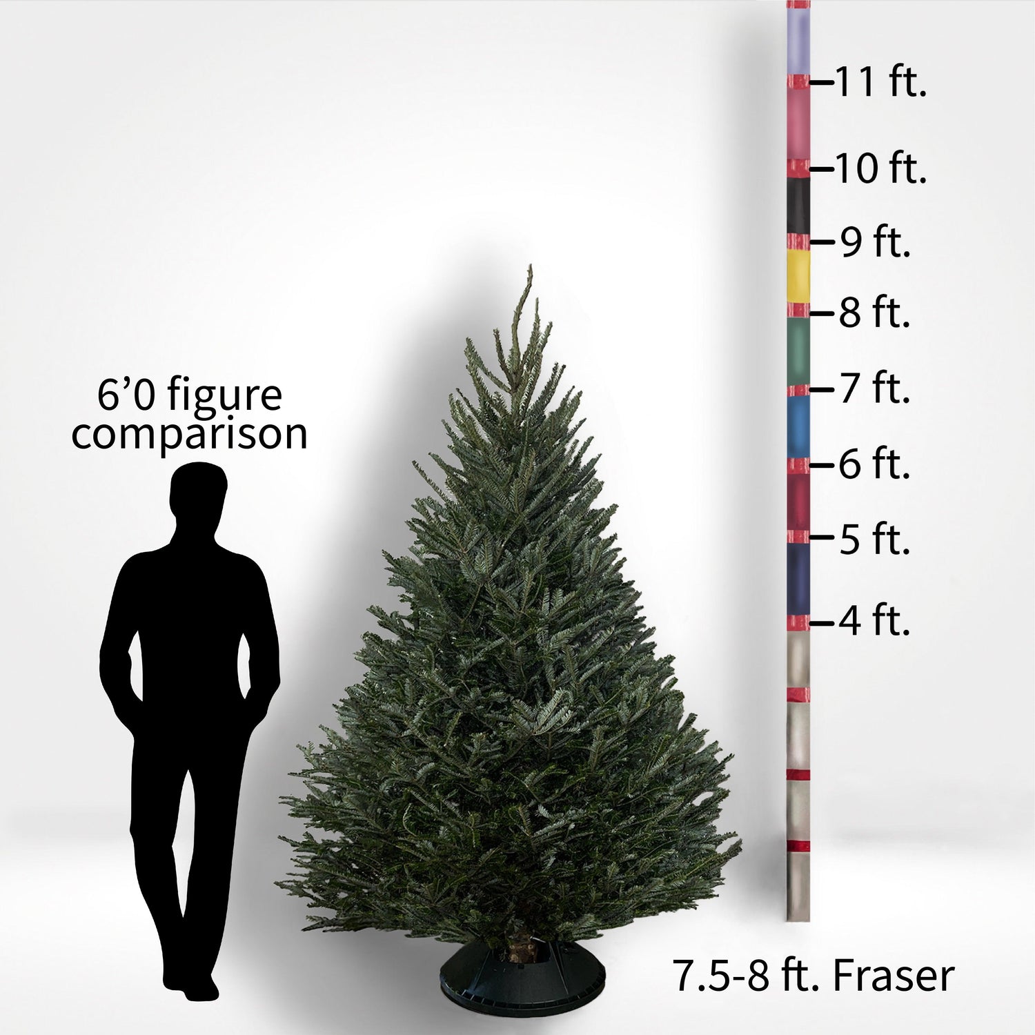 Fraser Fir Tree (5-10ft) - City Tree Delivery - Chicagoland Christmas Tree Delivery