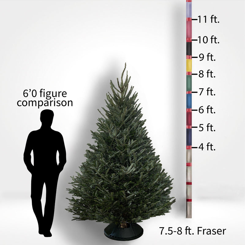 Fraser Fir Tree (5-10ft) - City Tree Delivery - Chicagoland Christmas Tree Delivery