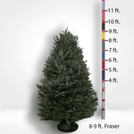 Fraser Fir Tree (5-10ft) - City Tree Delivery - Chicagoland Christmas Tree Delivery