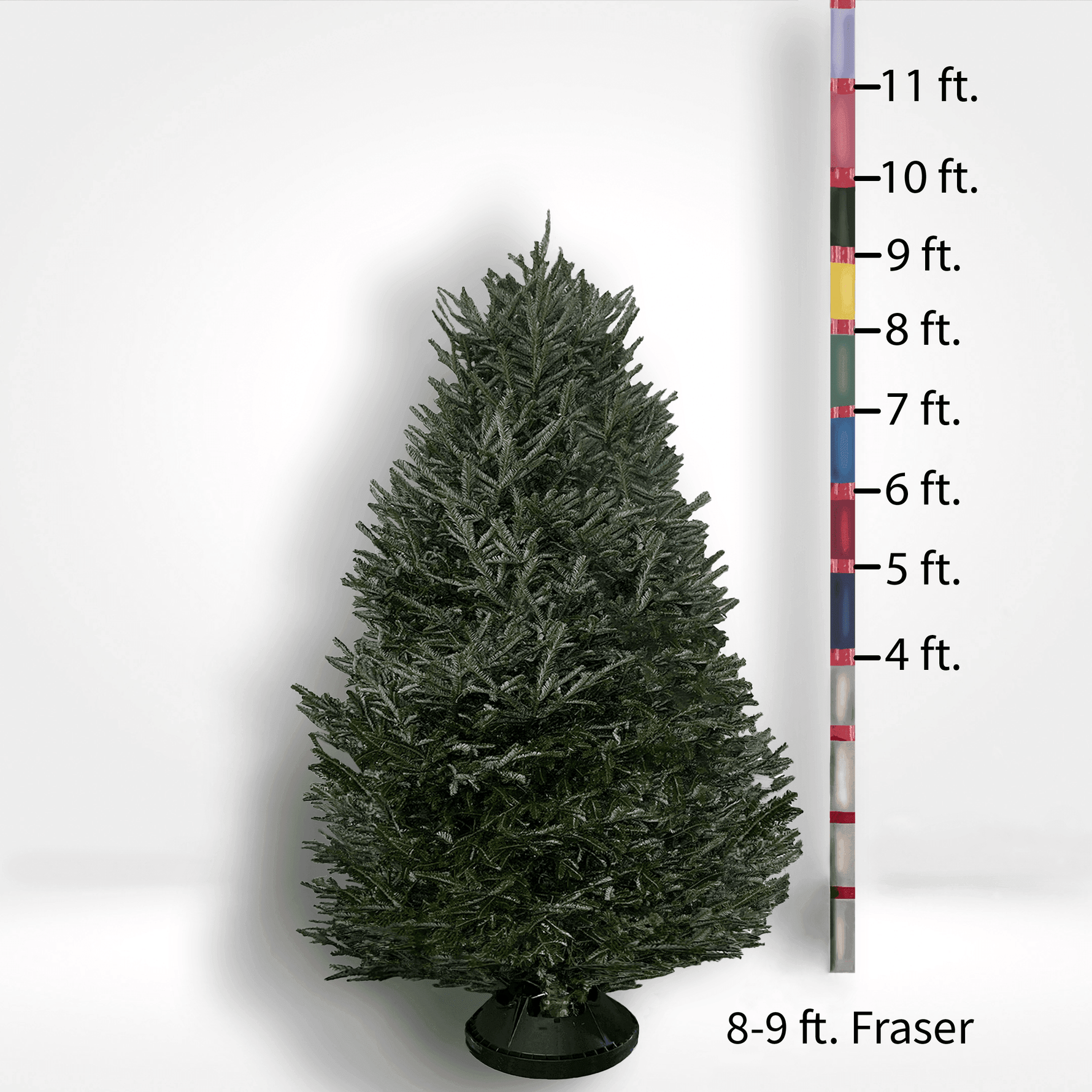 Fraser Fir Tree (5-10ft) - City Tree Delivery - Chicagoland Christmas Tree Delivery