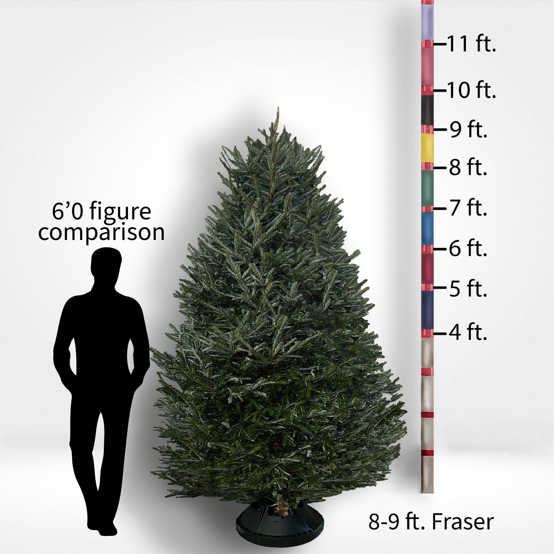 Fraser Fir Tree (5-10ft) - City Tree Delivery - Chicagoland Christmas Tree Delivery