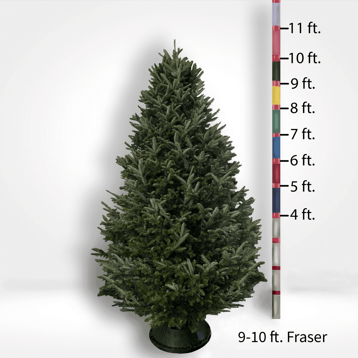 Fraser Fir Tree (5-10ft) - City Tree Delivery - Chicagoland Christmas Tree Delivery