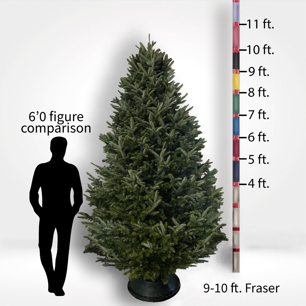 Fraser Fir Tree (5-10ft) - City Tree Delivery - Chicagoland Christmas Tree Delivery