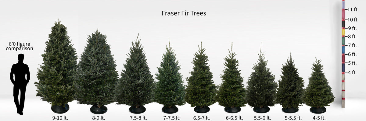 Fraser Fir Tree (5-10ft) - City Tree Delivery - Chicagoland Christmas Tree Delivery