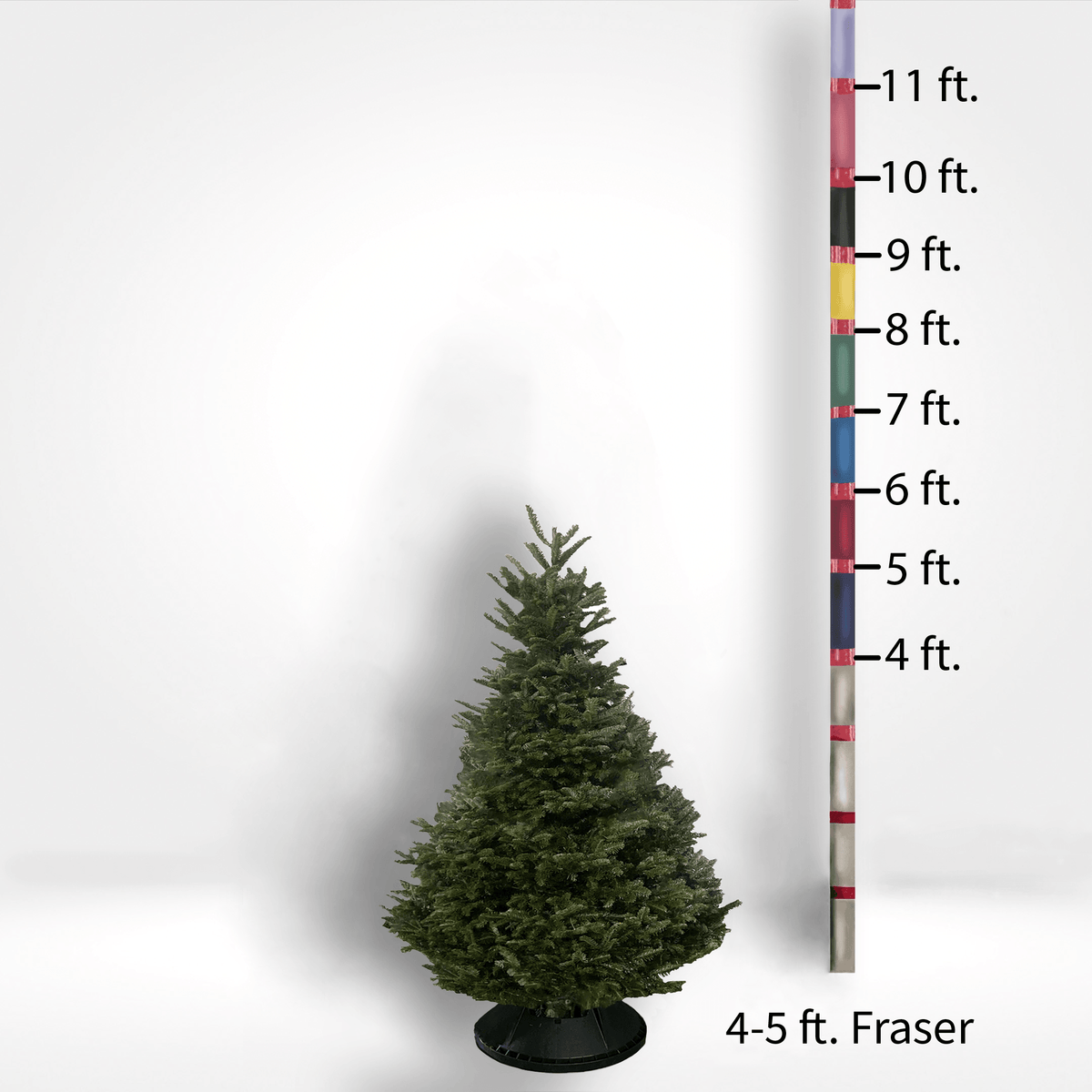 Fraser Fir Tree (5-10ft) - City Tree Delivery - Chicagoland Christmas Tree Delivery