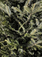 Fraser Fir Needles Close-Up
