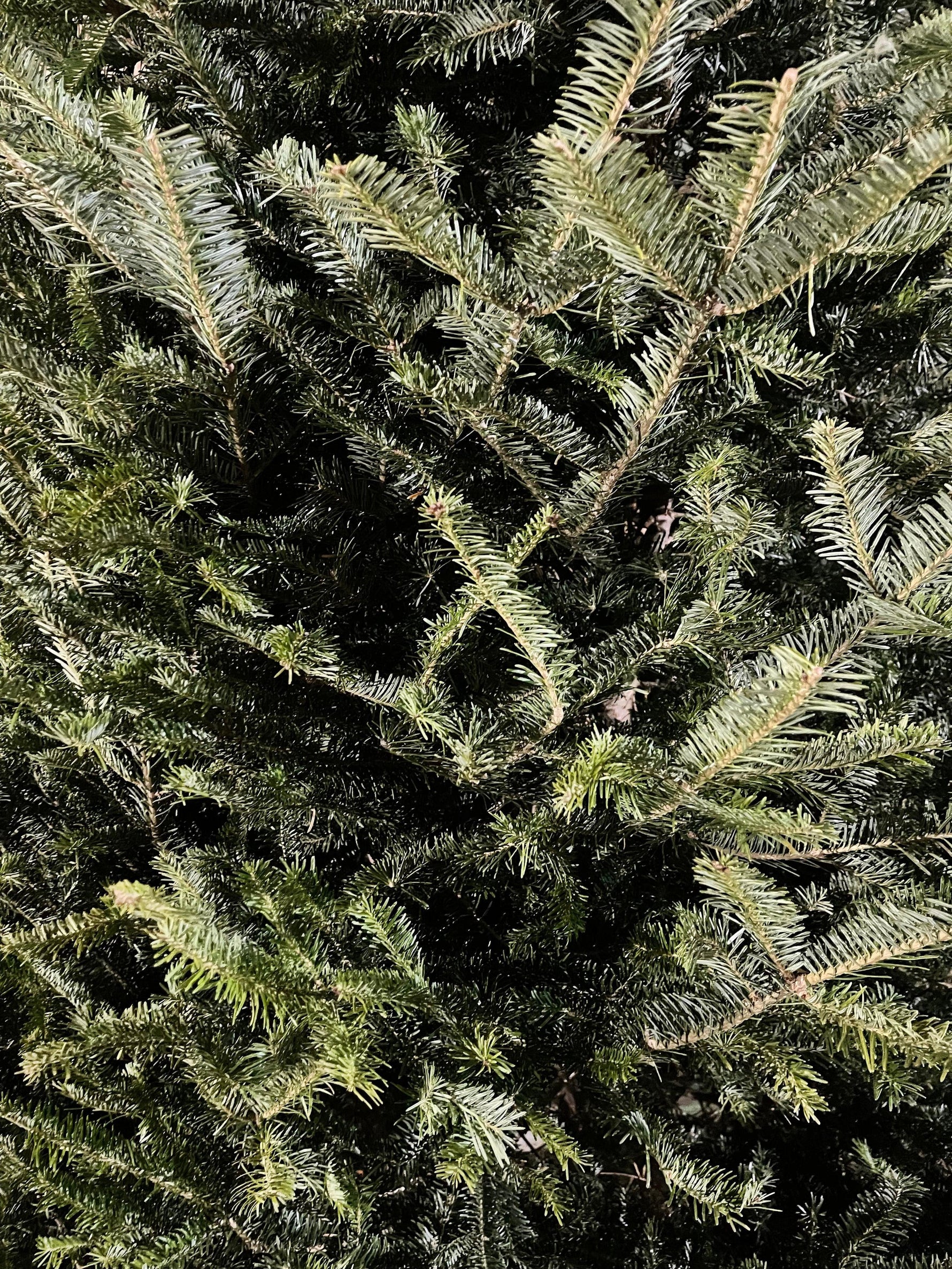 Fraser Fir Needles Close-Up