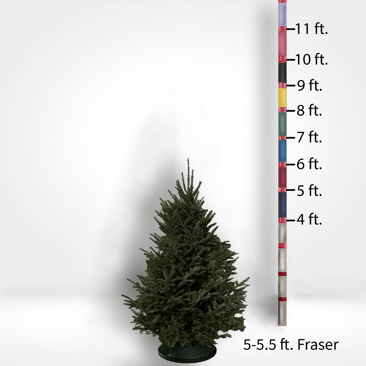 Fraser Fir Tree (5-10ft) - City Tree Delivery - Chicagoland Christmas Tree Delivery