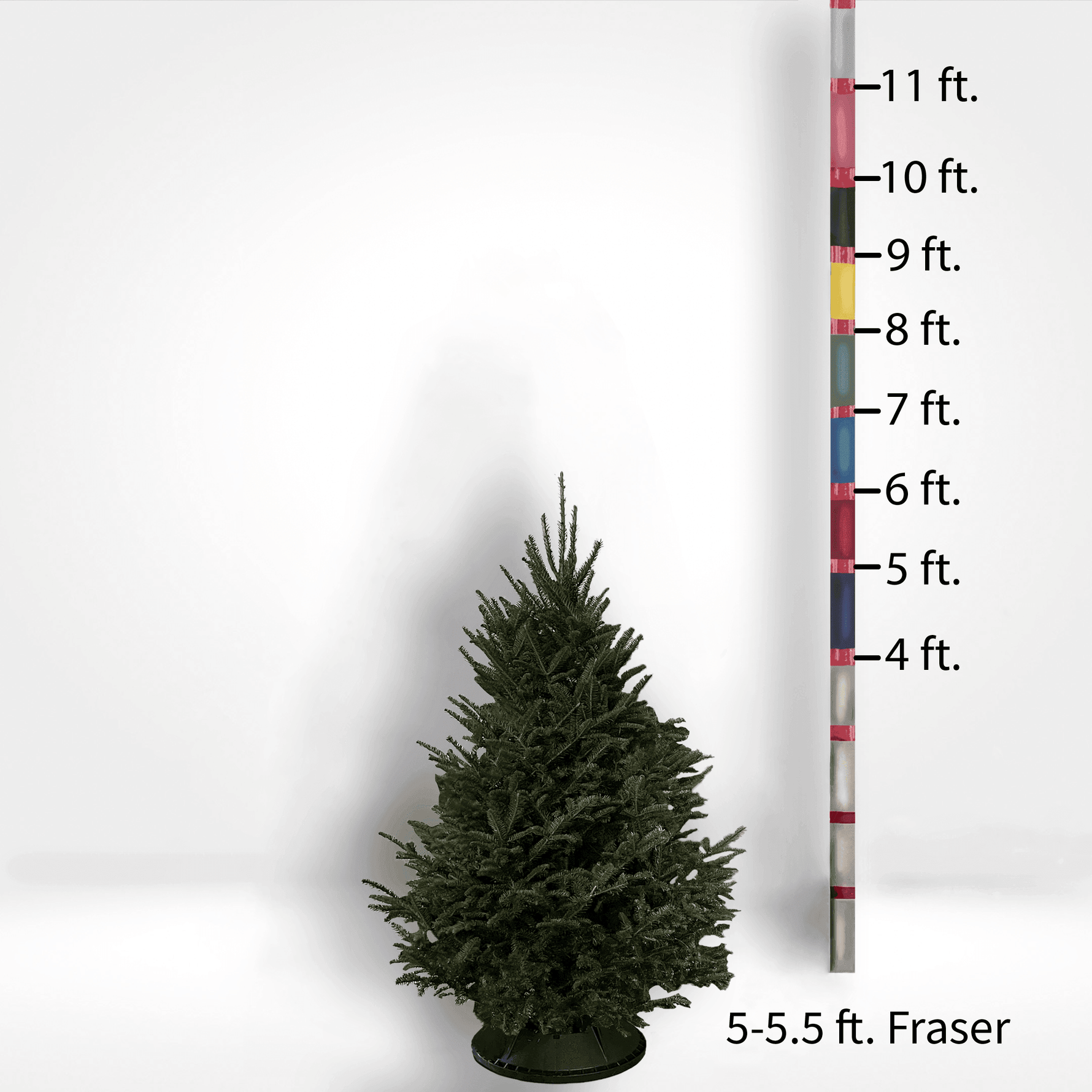 Fraser Fir Tree (5-10ft) - City Tree Delivery - Chicagoland Christmas Tree Delivery