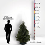 Fraser Fir Tree (5-10ft) - City Tree Delivery - Chicagoland Christmas Tree Delivery