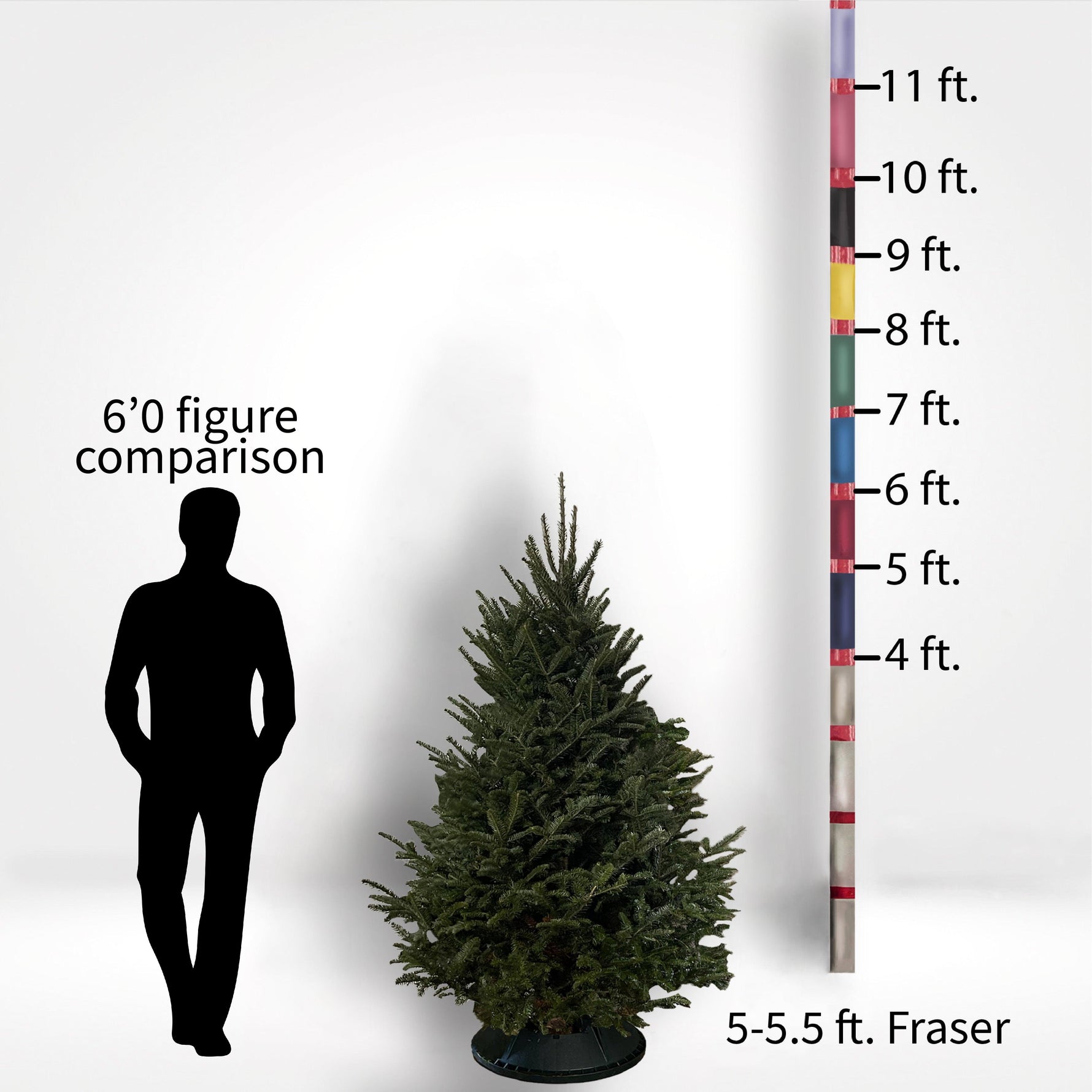 Fraser Fir Tree (5-10ft) - City Tree Delivery - Chicagoland Christmas Tree Delivery