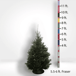 Fraser Fir Tree (5-10ft) - City Tree Delivery - Chicagoland Christmas Tree Delivery