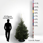 Fraser Fir Tree (5-10ft) - City Tree Delivery - Chicagoland Christmas Tree Delivery