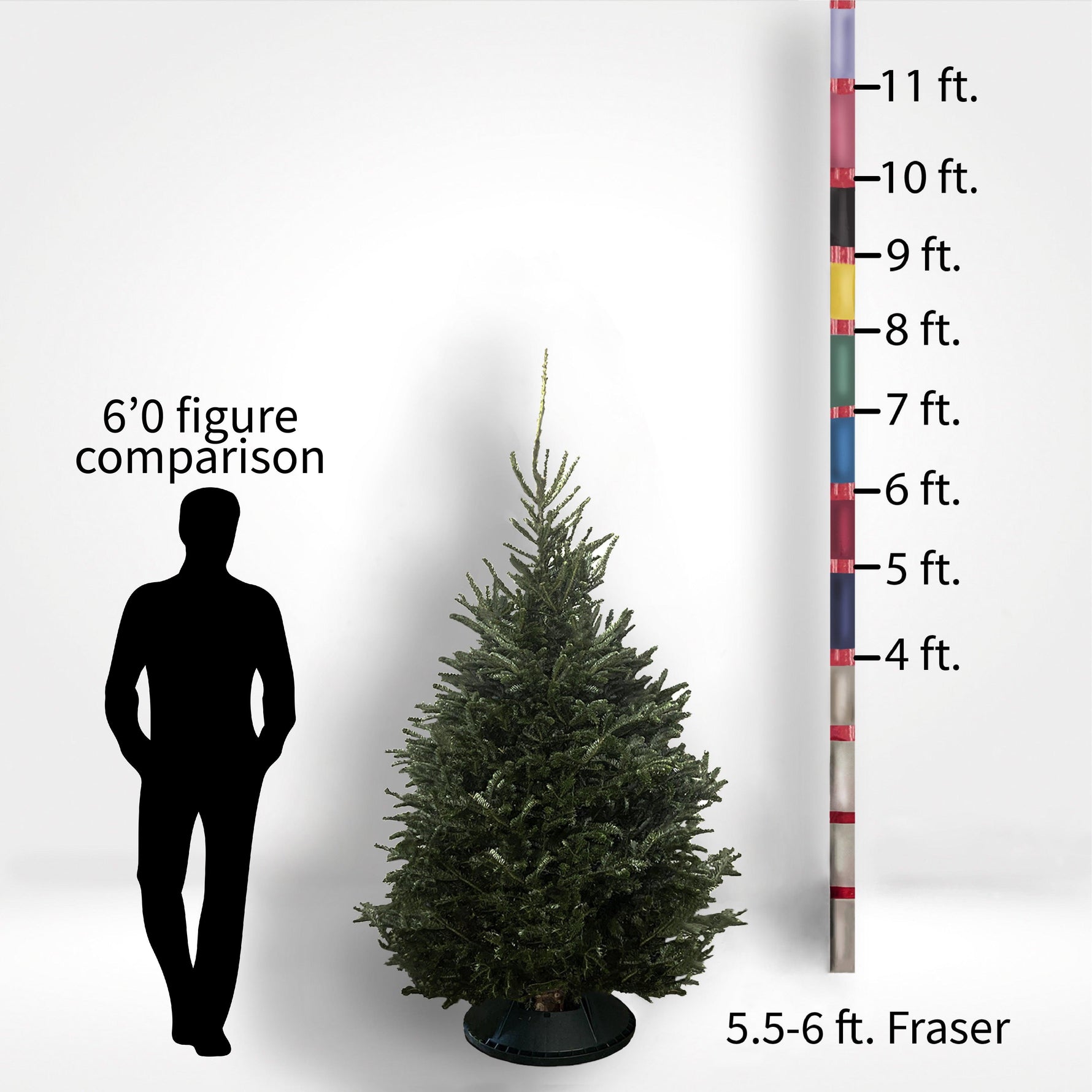 Fraser Fir Tree (5-10ft) - City Tree Delivery - Chicagoland Christmas Tree Delivery