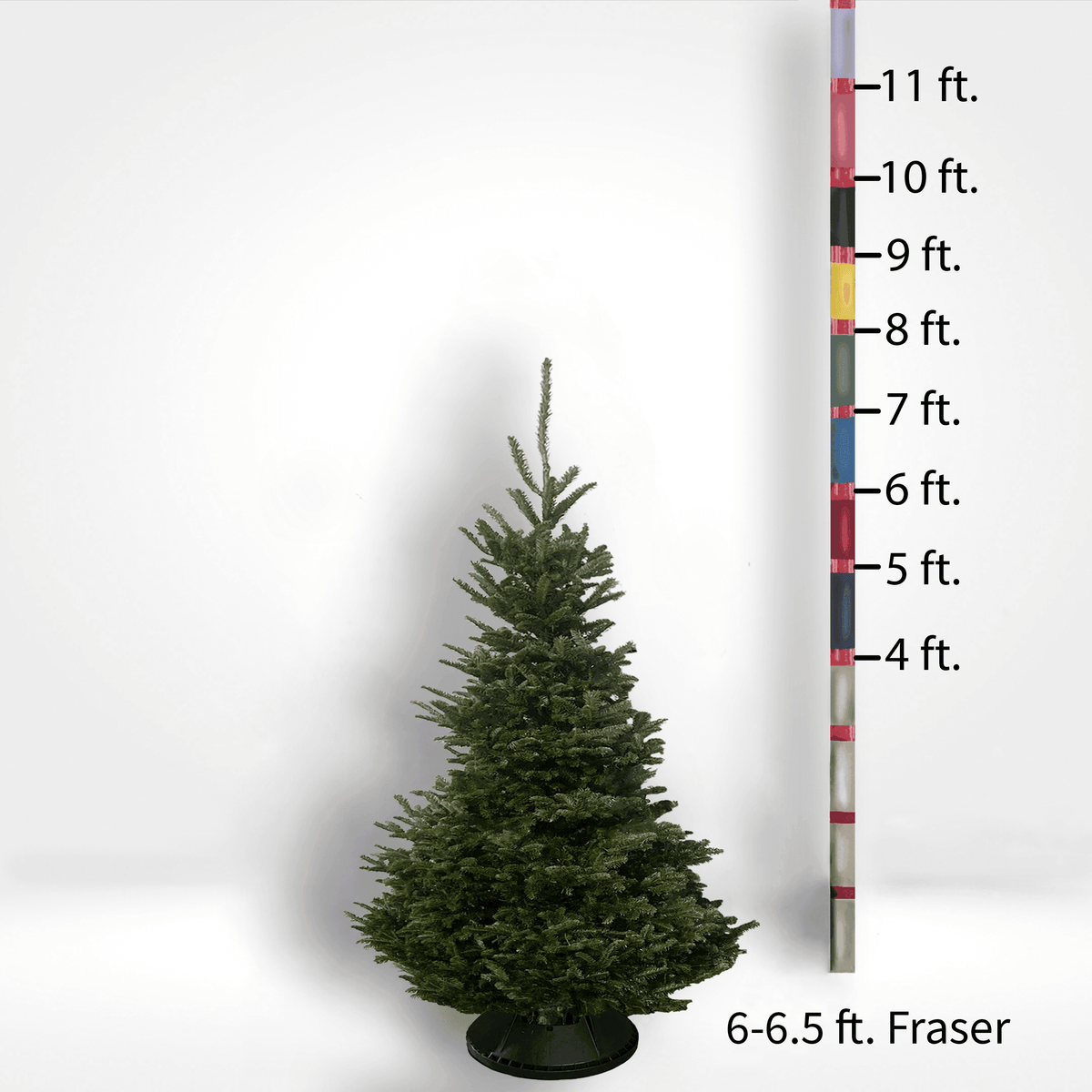 Fraser Fir Tree (5-10ft) - City Tree Delivery - Chicagoland Christmas Tree Delivery