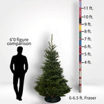 Fraser Fir Tree (5-10ft) - City Tree Delivery - Chicagoland Christmas Tree Delivery