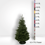 Fraser Fir Tree (5-10ft) - City Tree Delivery - Chicagoland Christmas Tree Delivery
