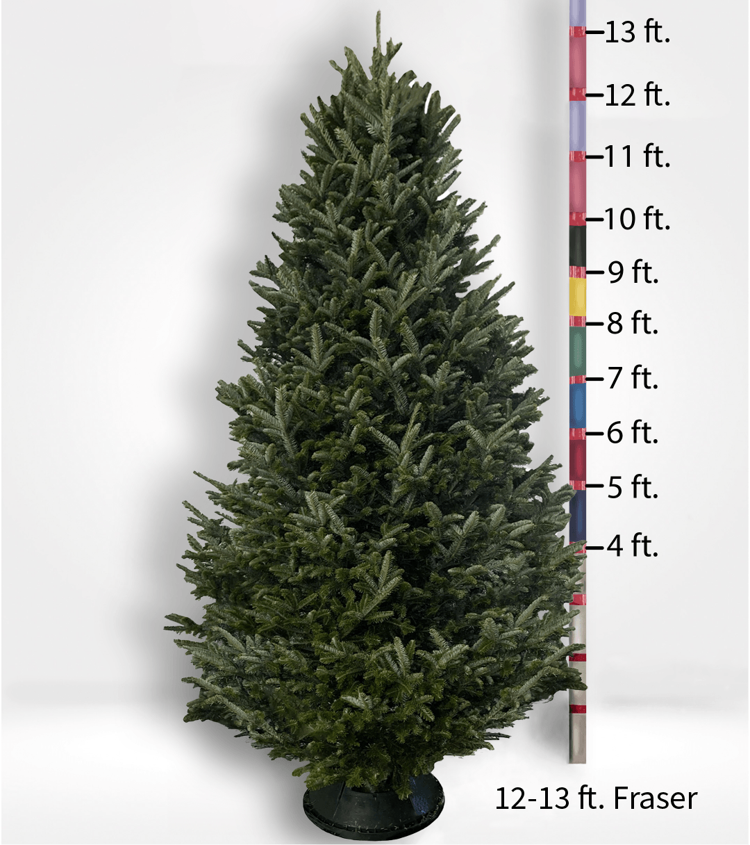 Oversized (10ft+) Fir Tree - City Tree Delivery - Chicagoland Christmas Tree Delivery