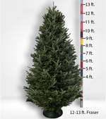 Oversized (10ft+) Fir Tree - City Tree Delivery - Chicagoland Christmas Tree Delivery