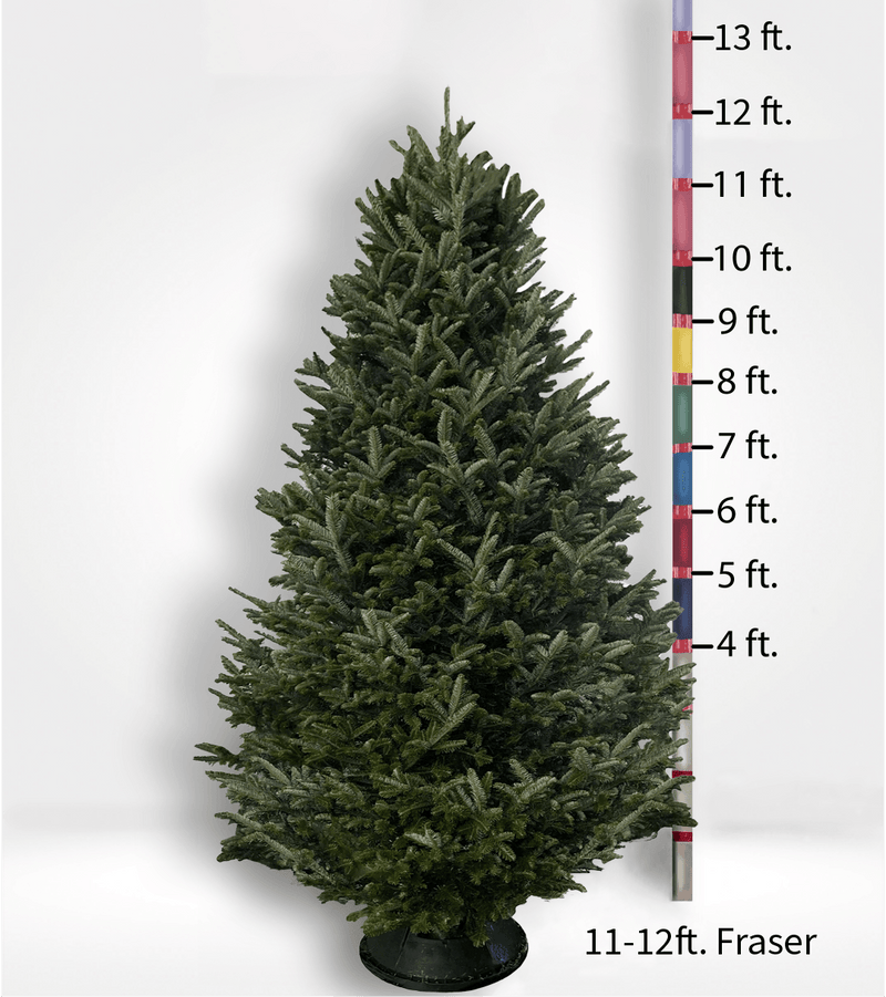 Oversized (10ft+) Fir Tree - City Tree Delivery - Chicagoland Christmas Tree Delivery