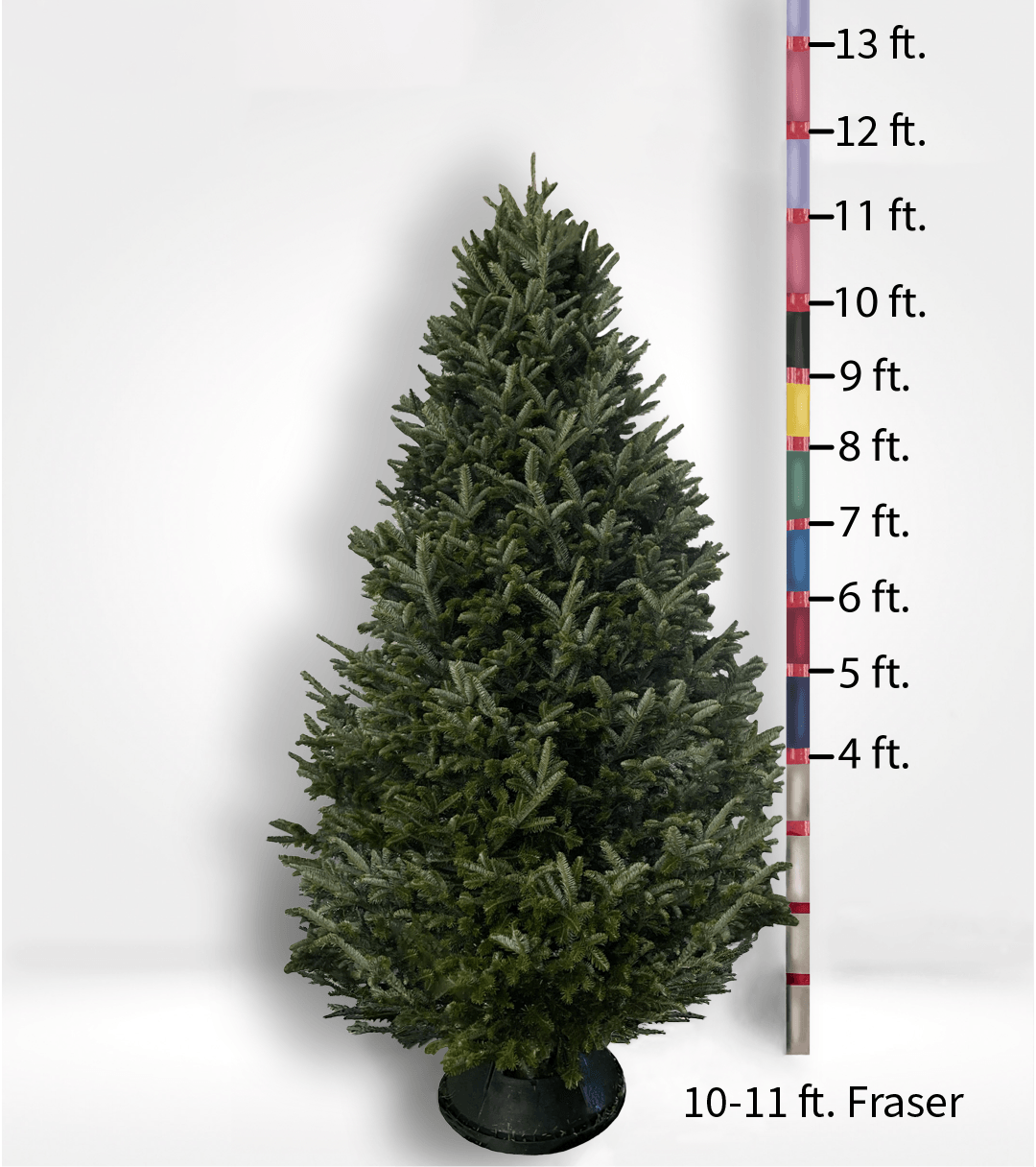 Oversized (10ft+) Fir Tree - City Tree Delivery - Chicagoland Christmas Tree Delivery