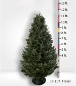 Oversized (10ft+) Fir Tree - City Tree Delivery - Chicagoland Christmas Tree Delivery