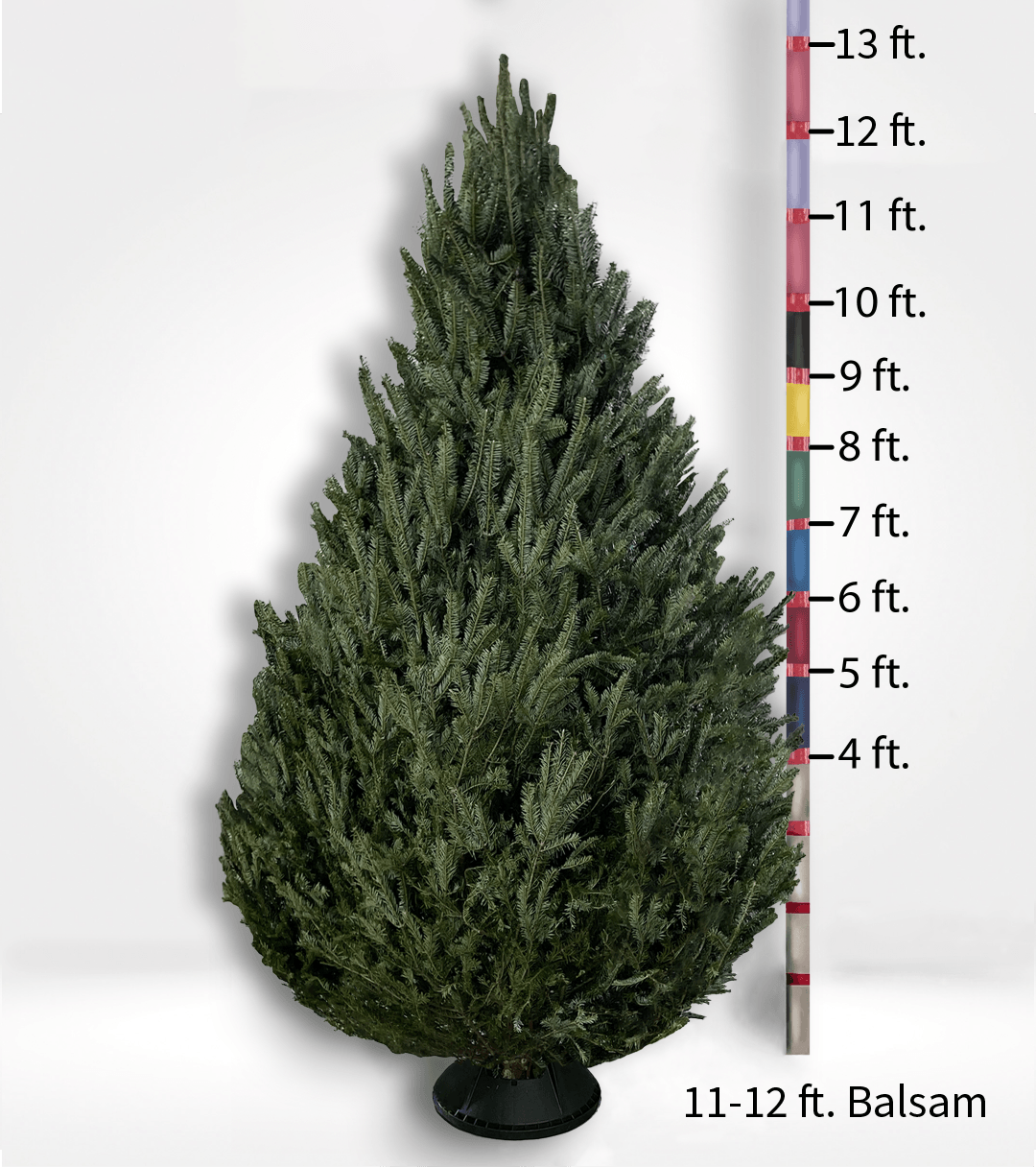Oversized (10ft+) Fir Tree - City Tree Delivery - Chicagoland Christmas Tree Delivery