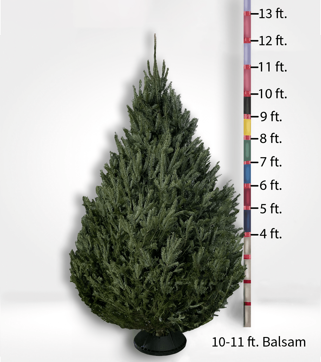 Oversized (10ft+) Fir Tree - City Tree Delivery - Chicagoland Christmas Tree Delivery