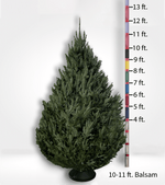 Oversized (10ft+) Fir Tree - City Tree Delivery - Chicagoland Christmas Tree Delivery