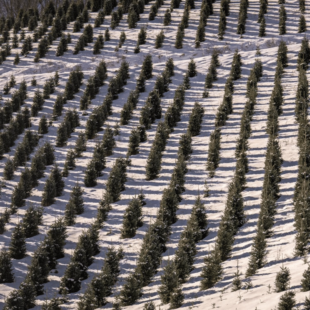 Rows of Christmas trees in a snowy landscape