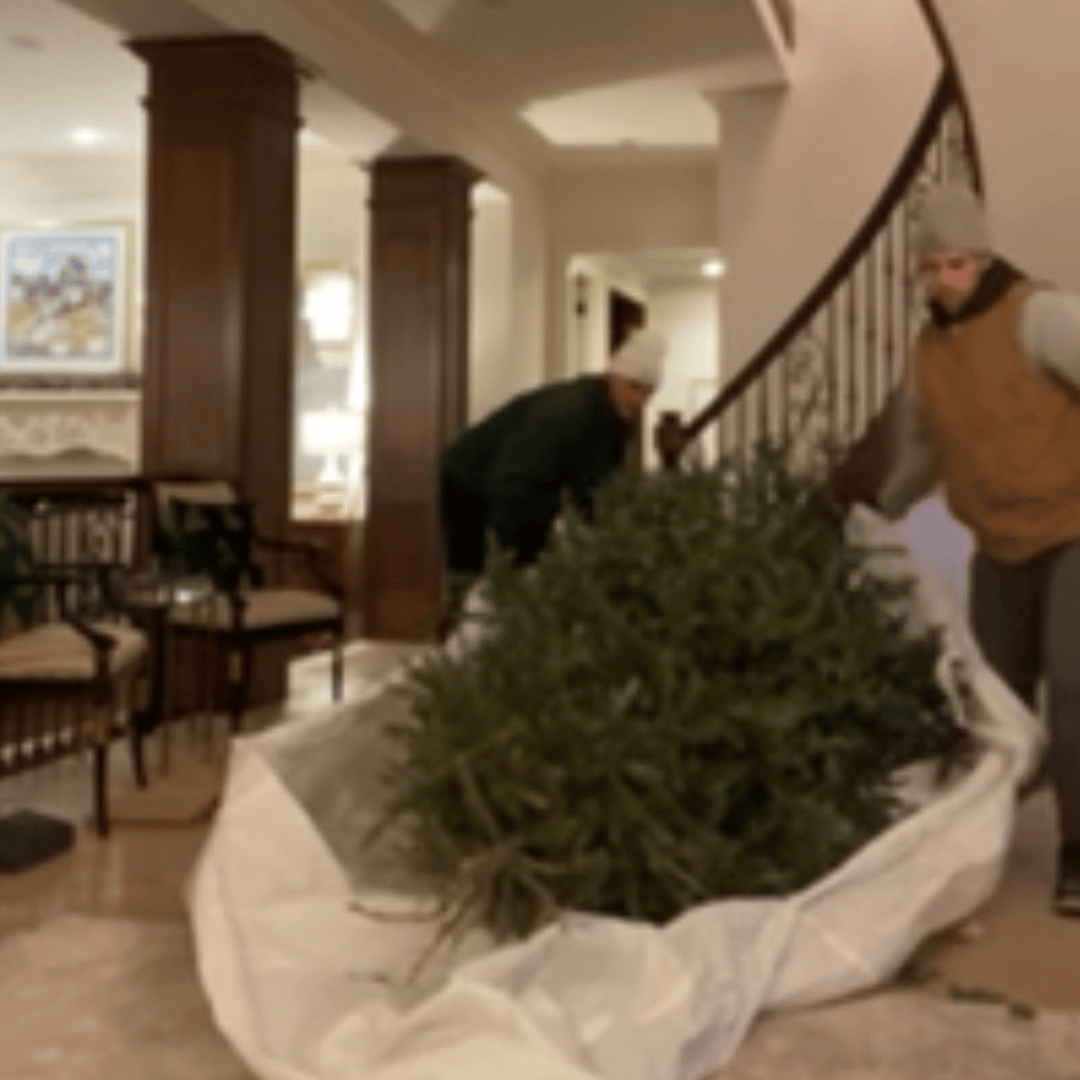 Two people removing a large Christmas tree from in a bag in a home setting.