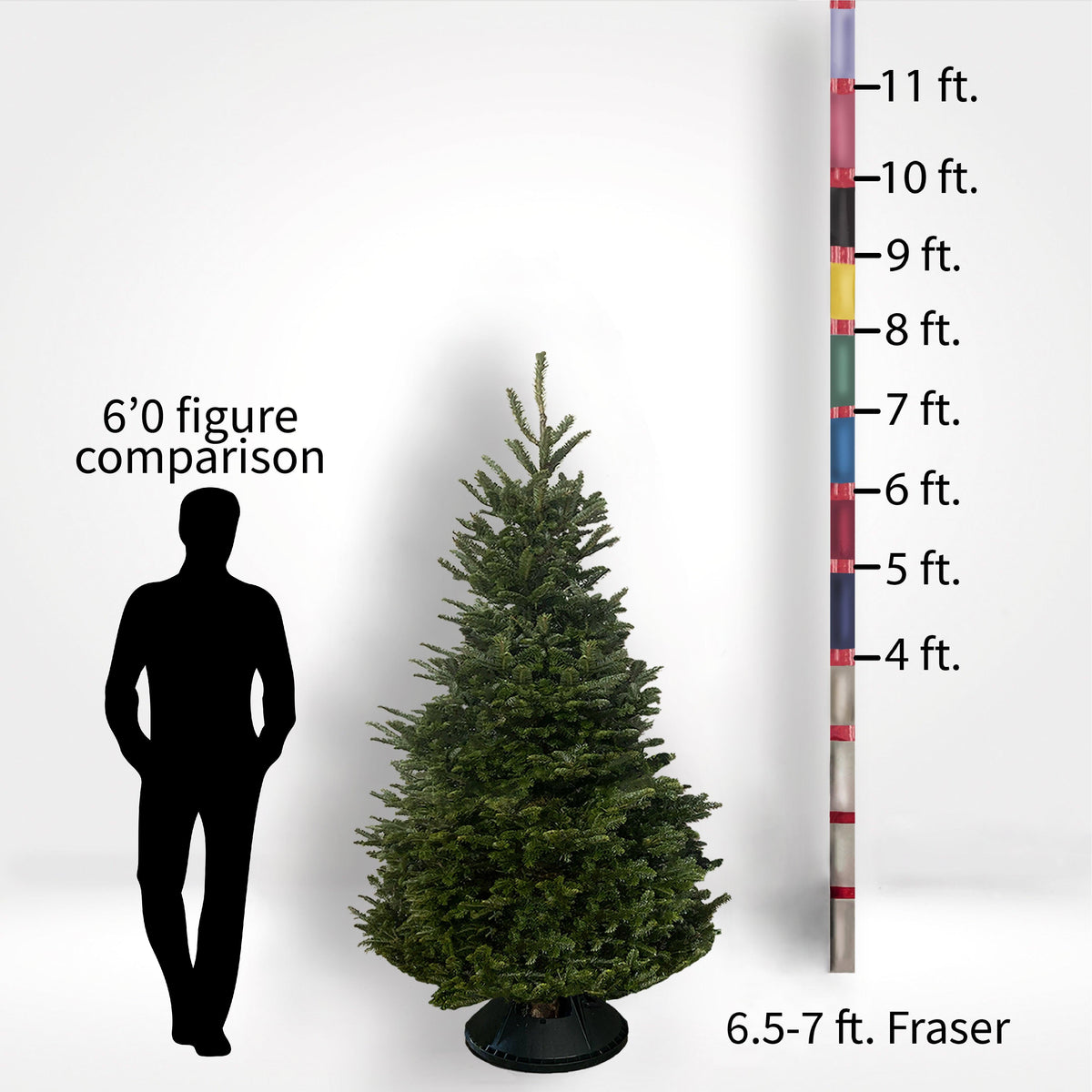 Fraser Fir Tree (5-10ft) - City Tree Delivery - Chicagoland Christmas Tree Delivery