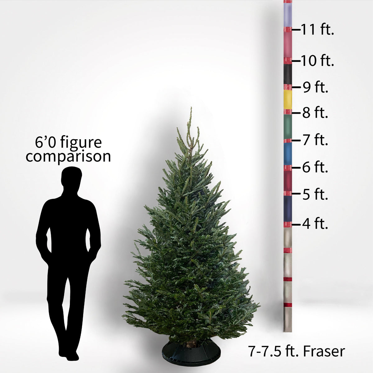 Fraser Fir Tree (5-10ft) - City Tree Delivery - Chicagoland Christmas Tree Delivery